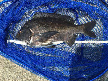 青物とヘチ釣り